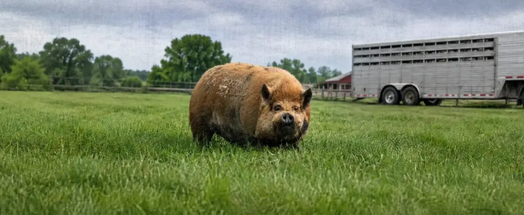 Kunekune pig in a pasture with a livestock transport trailer