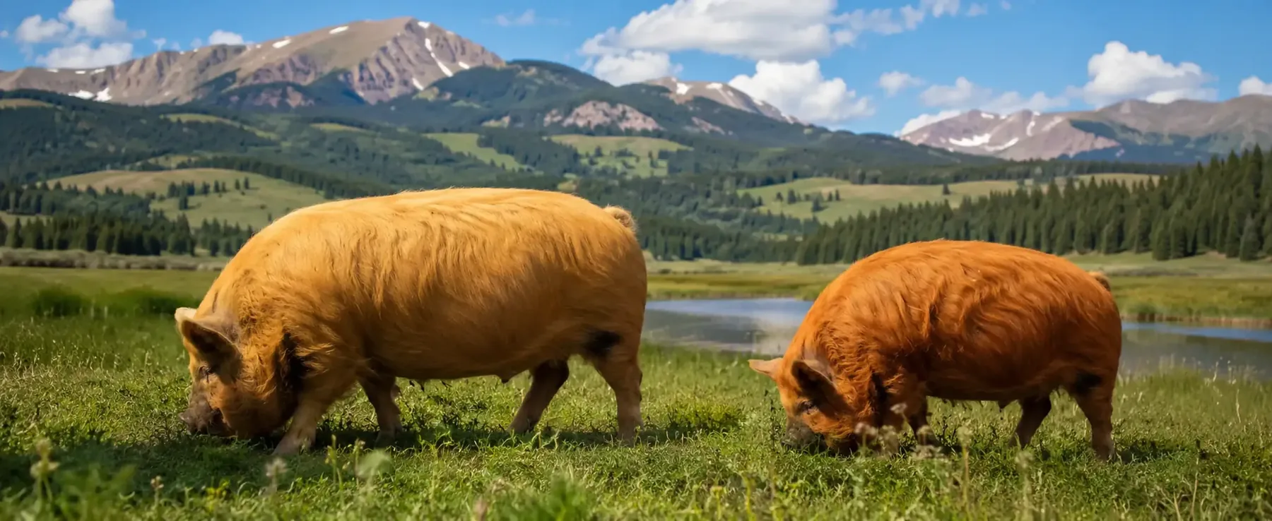 Kunekune pigs at BF Farm