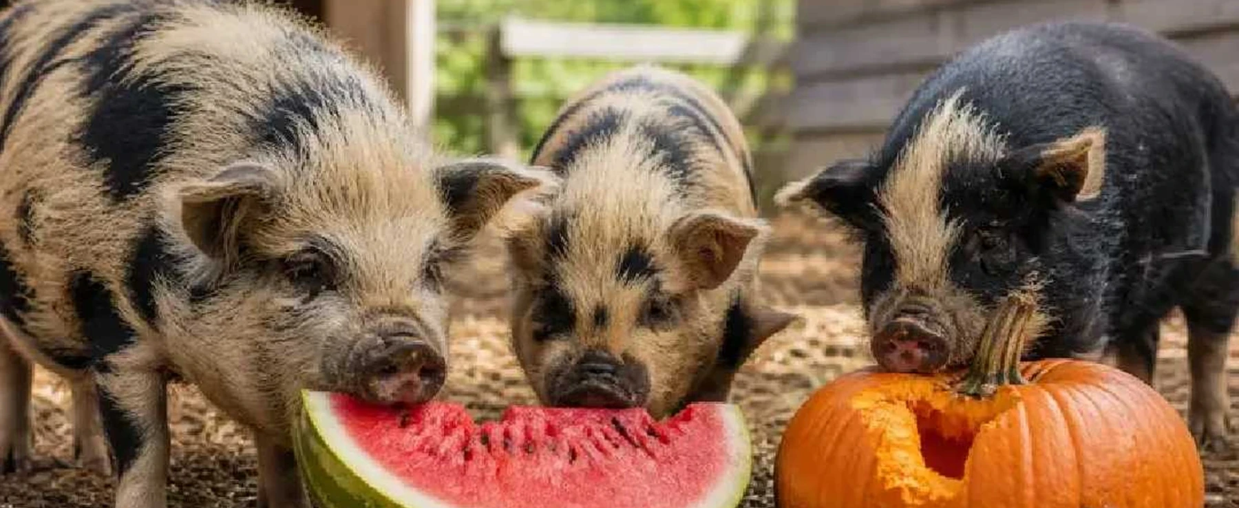 Cost-Friendly Snacks and Enrichment for Kunekune Pigs