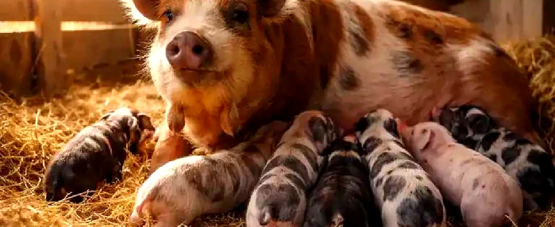 Farrowing Kunekune Pigs: What to Expect and a Simple Post-Natal Care Checklist
