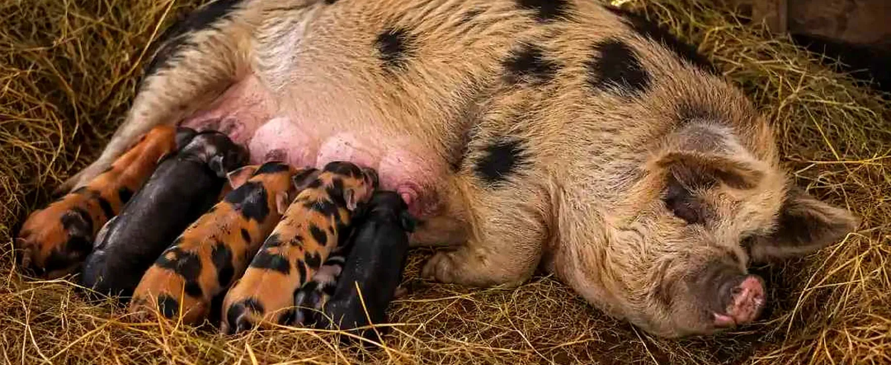 Can a Kunekune Sow Be Pregnant Without a Milk Line?