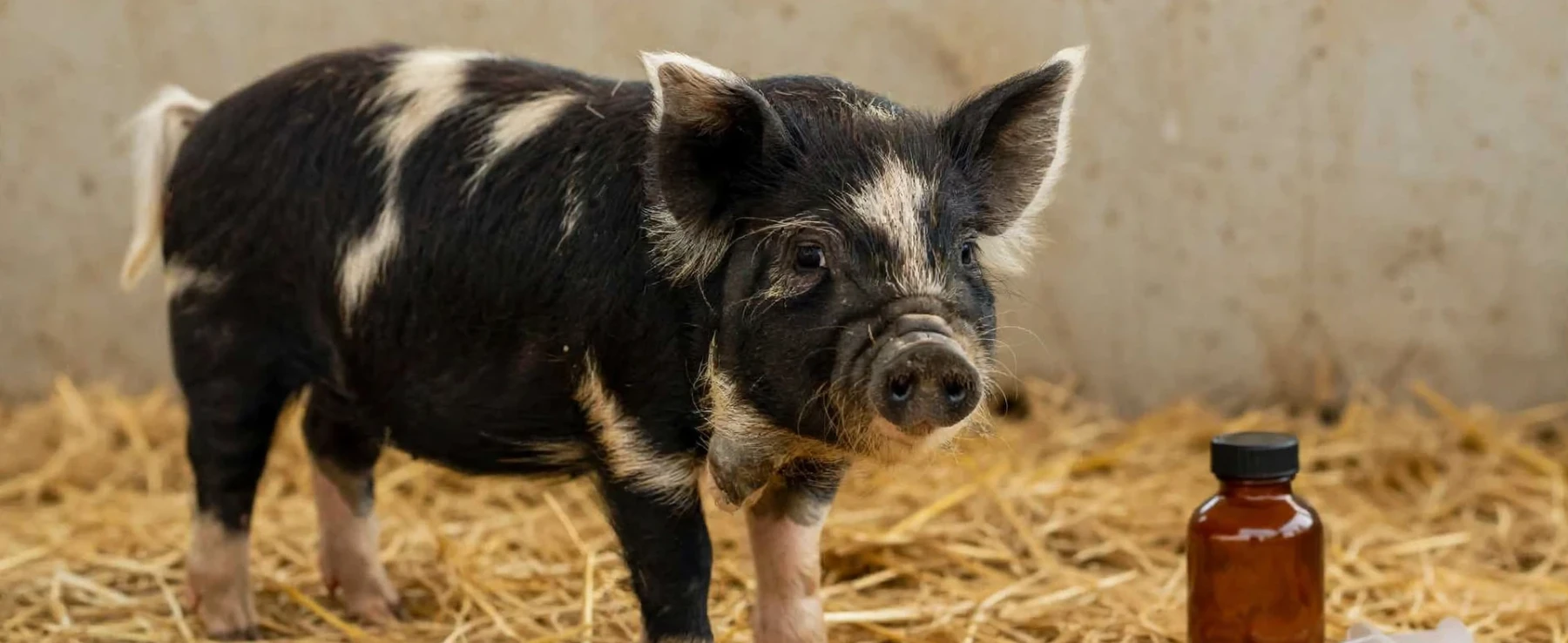 Is Corid Effective in Treating Coccidiosis in Piglets?