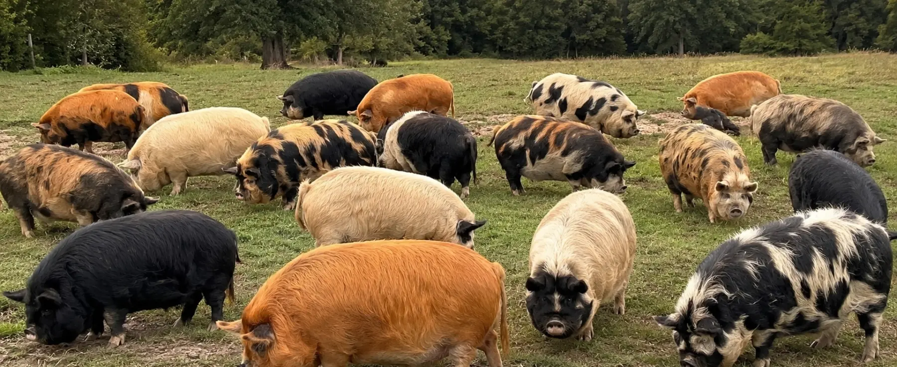 Genetics of Color & Coat
