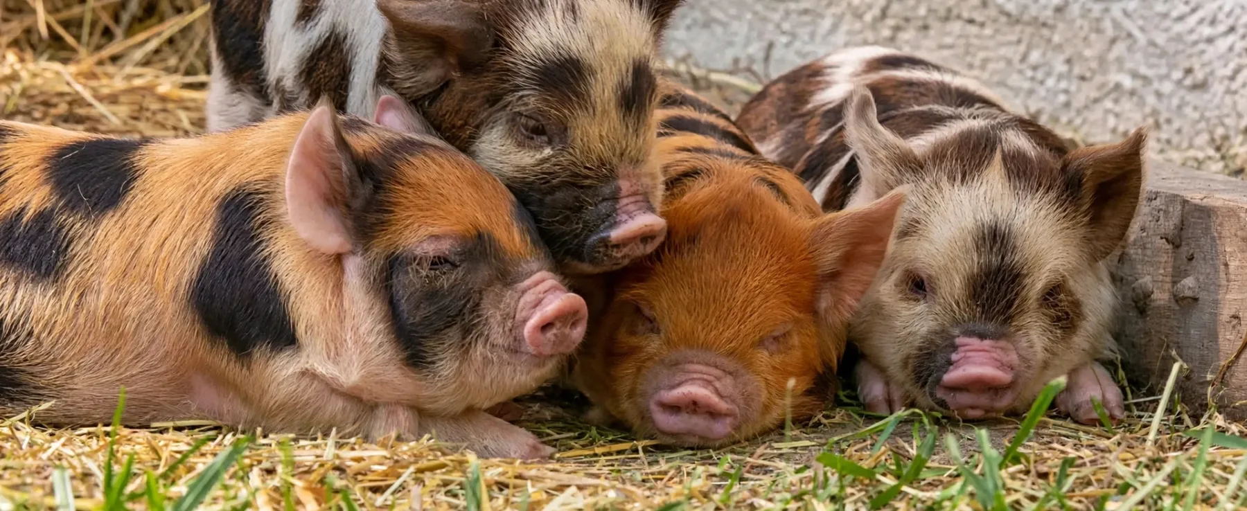 The History of the Kunekune Pig in the USA