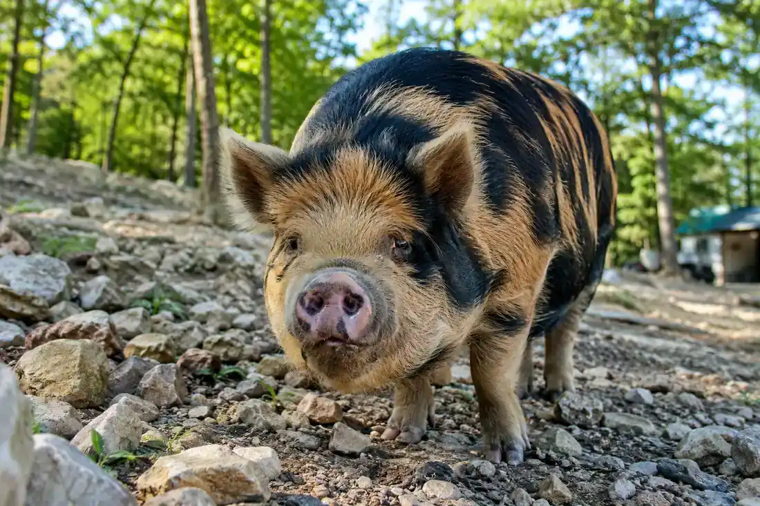 Kunekune Pig Hoof Care: Do They Need Their Feet Trimmed?