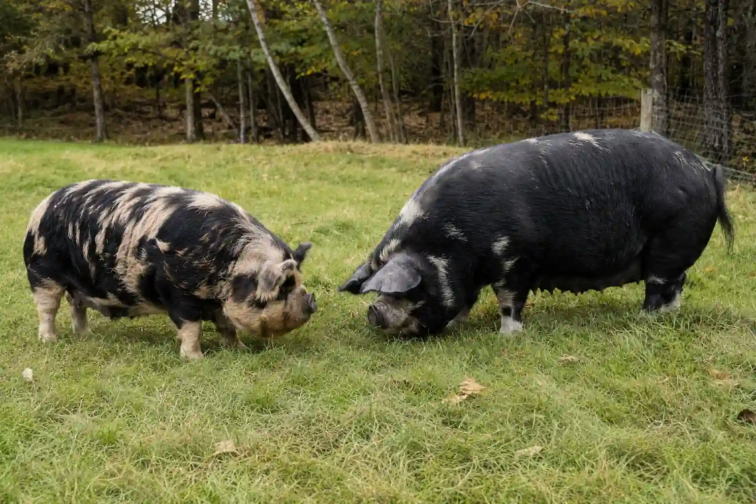 Kunekune vs Idaho Pasture Pig: Which Pasture Pig Is Right for Your Farm?