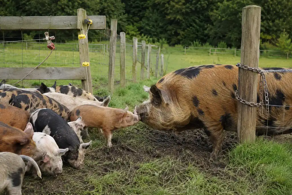 Momma Pig Outsmarts Fence, Reunites with Piglets and Herd