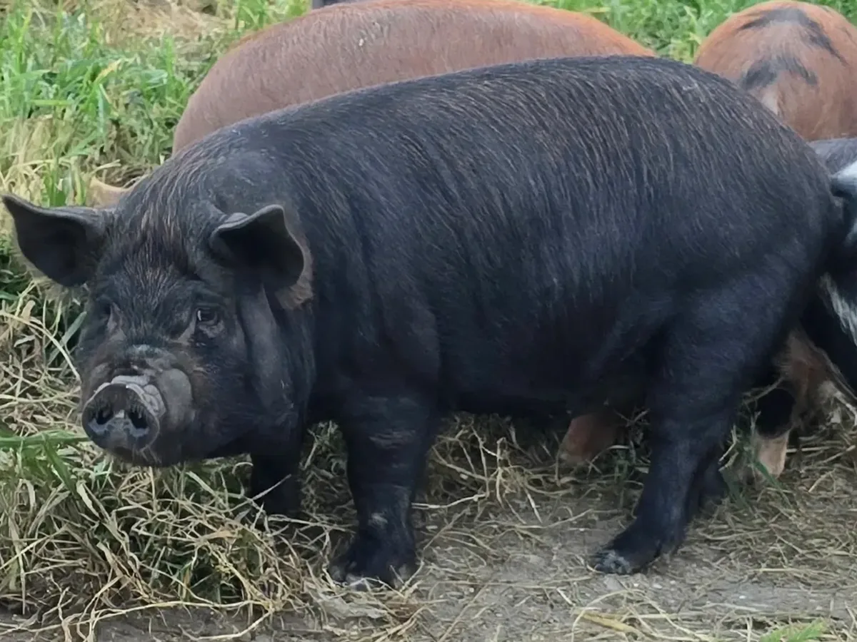 Kunekune pig