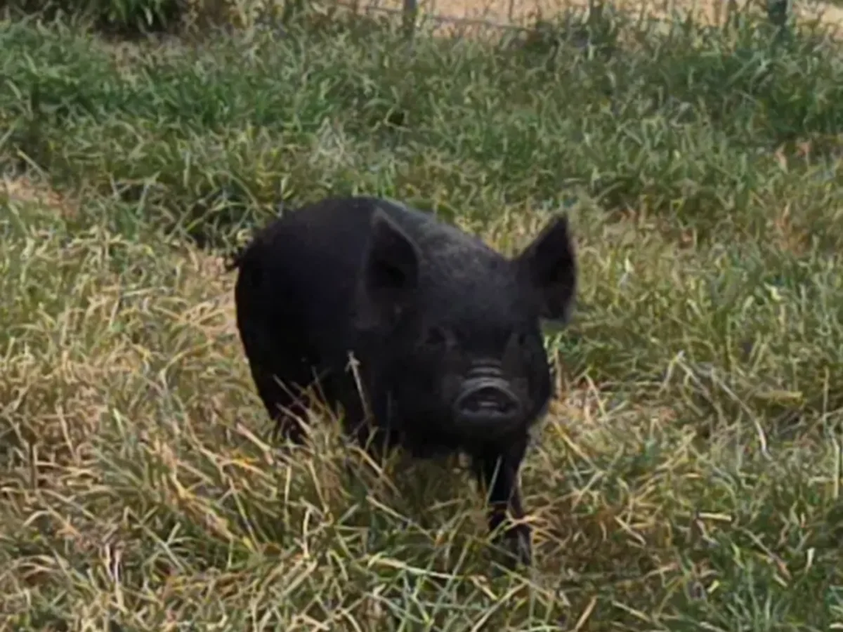 Kunekune pig