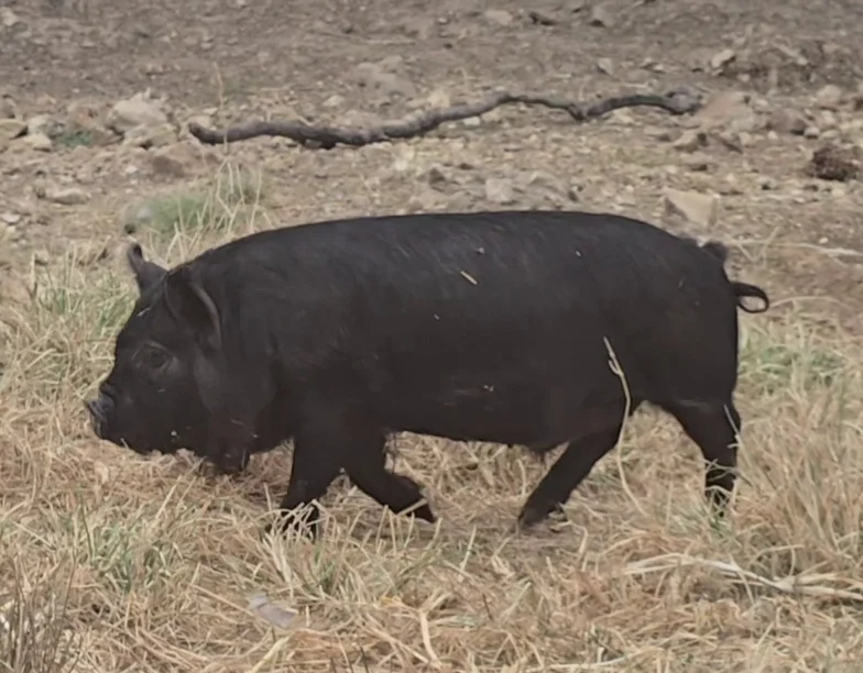 Kunekune pig